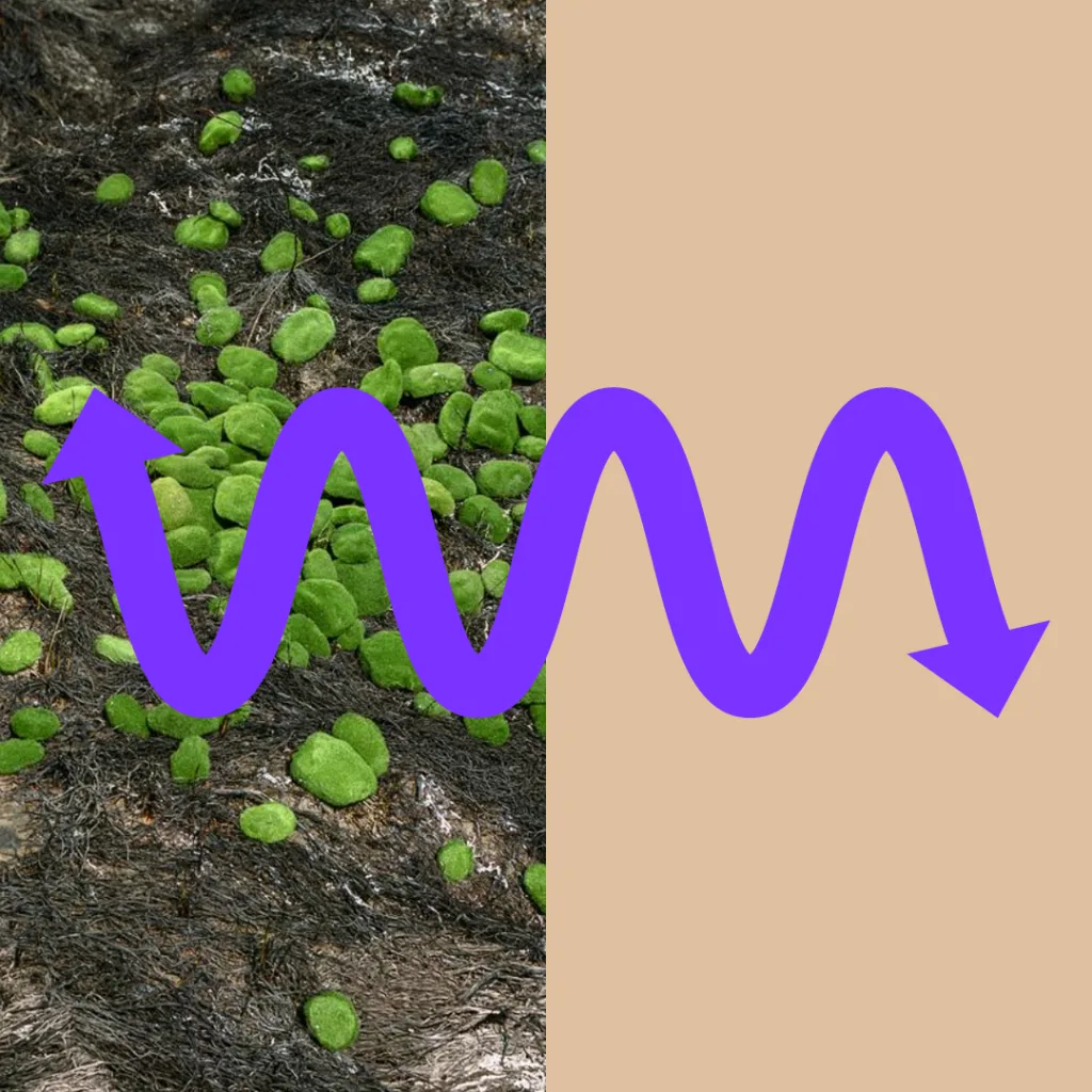 A collage of two contrasting images: on the left, a scene of green plants sprouting from dark soil, symbolizing growth and nature's resilience; on the right, a plain beige background with a bold purple wavy line and arrow, representing a simplified and abstract design element.